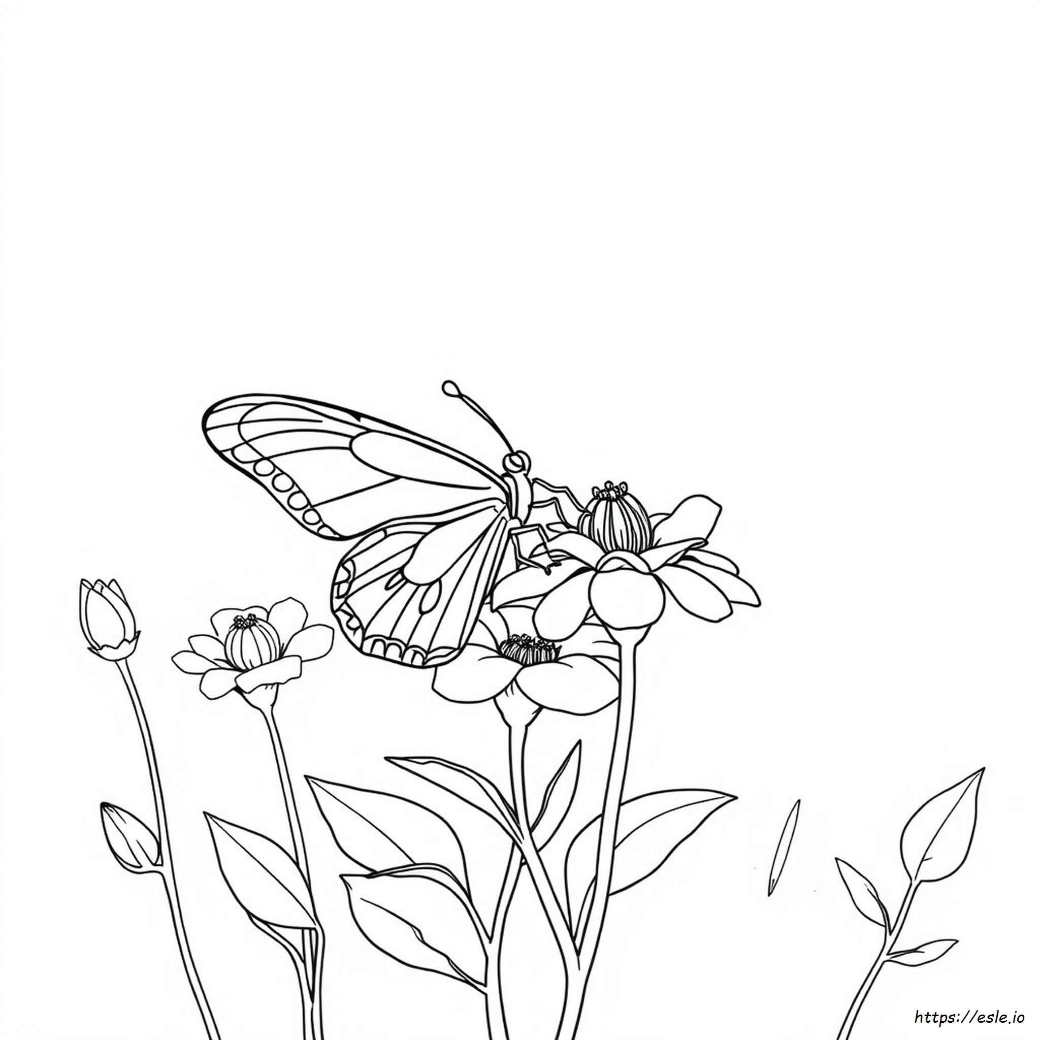 Butterfly Cycle Coloring Pages