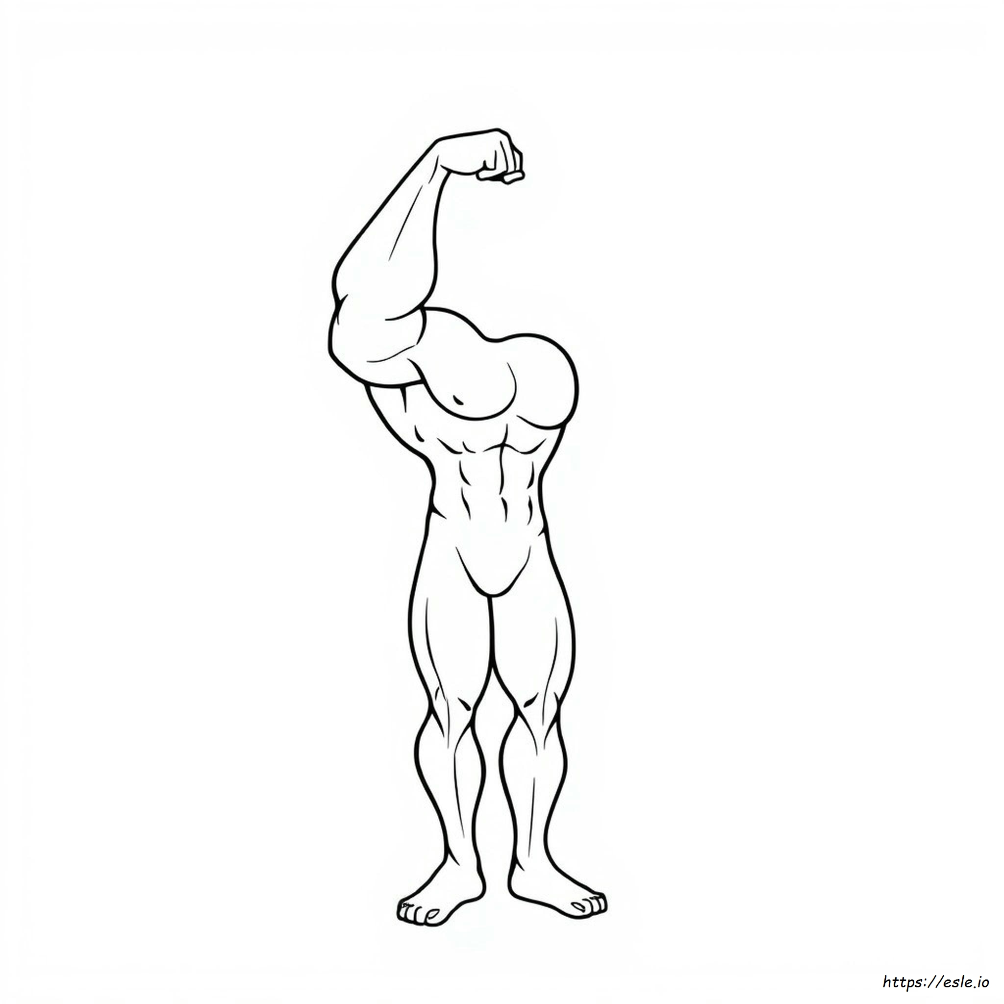 Muscle Coloring Pages