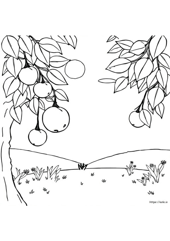 Fruit Colouring Images
