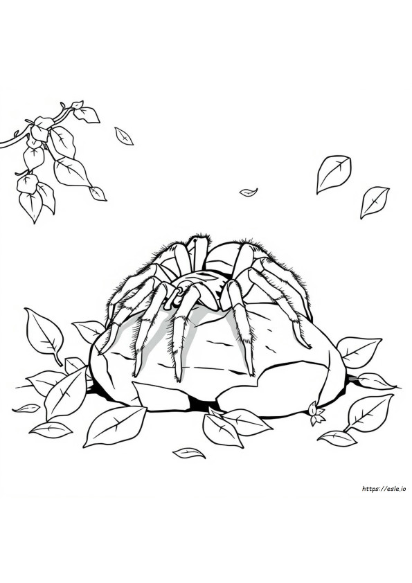 Tarantula Kleurplaten