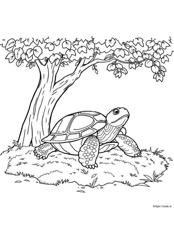 eastern-box-turtle-coloring-page
