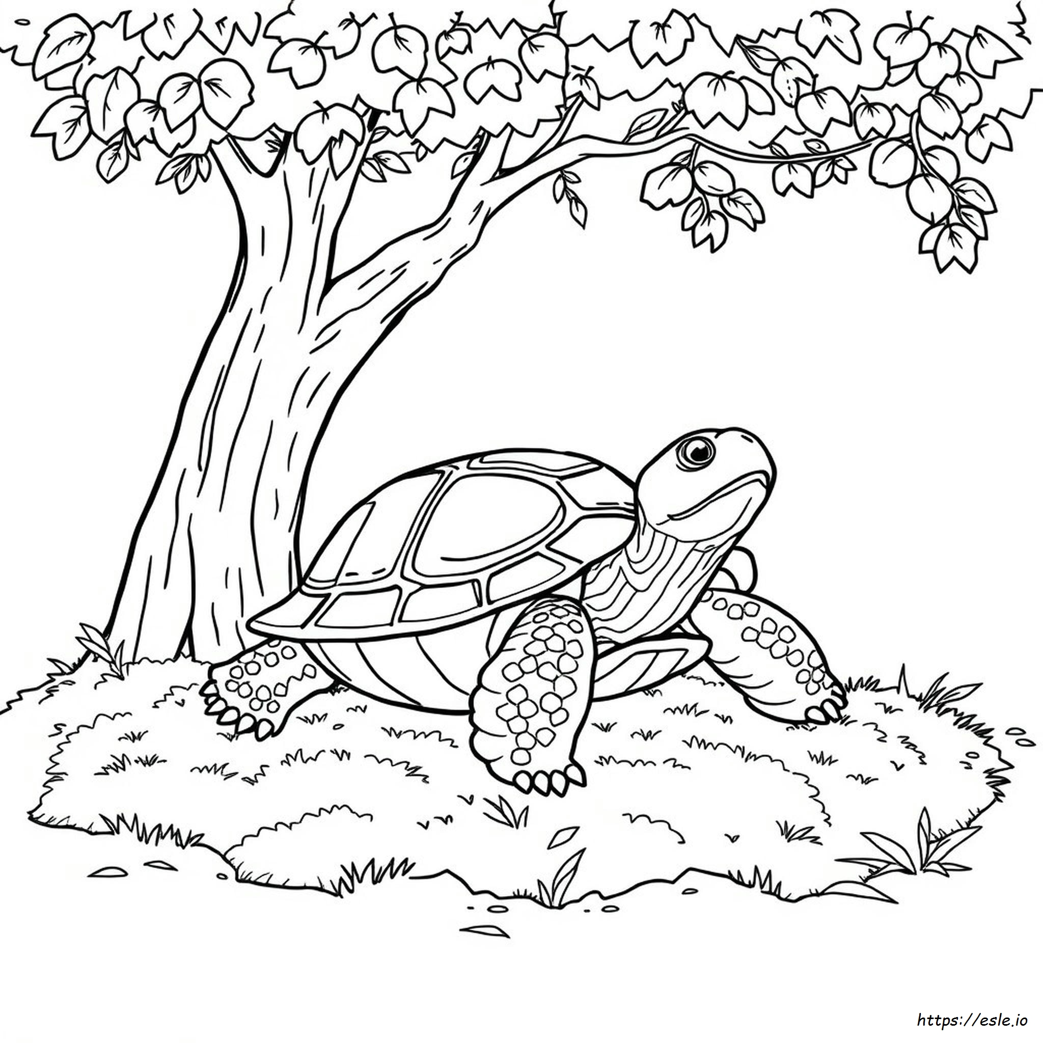 Carolina Dosenschildkröte Ausmalbilder