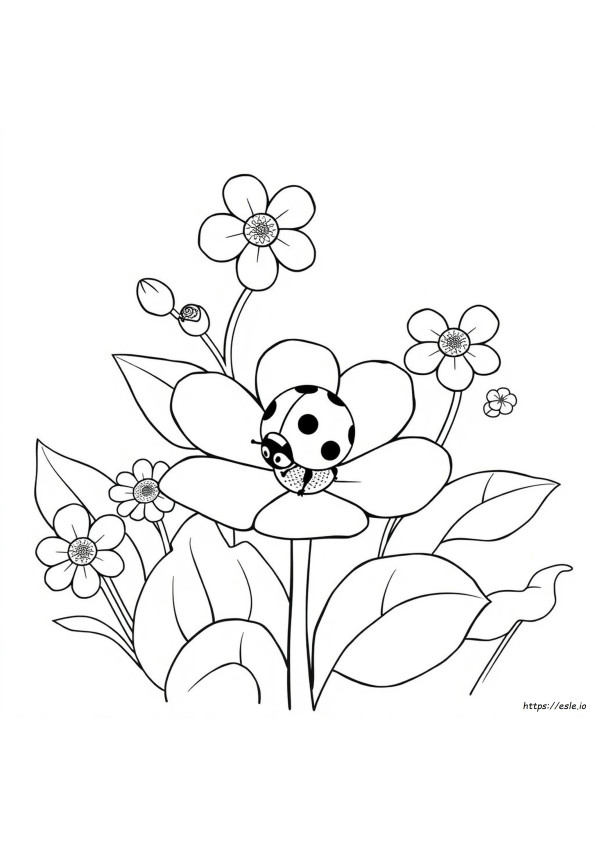 Ladybug Colouring