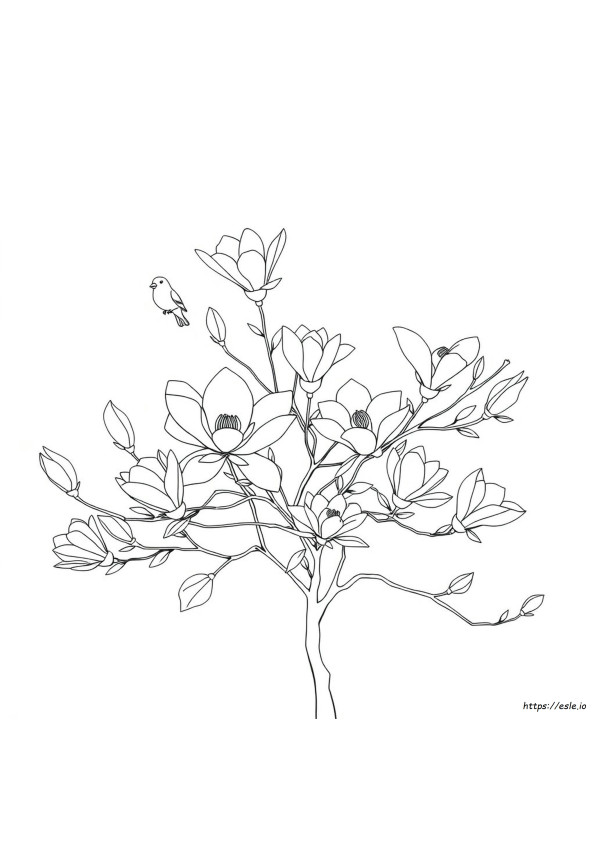 Magnolia Coloring Sheet