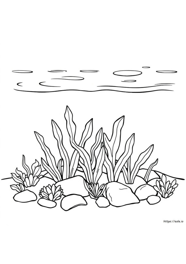 Ocean Plants Coloring Pages