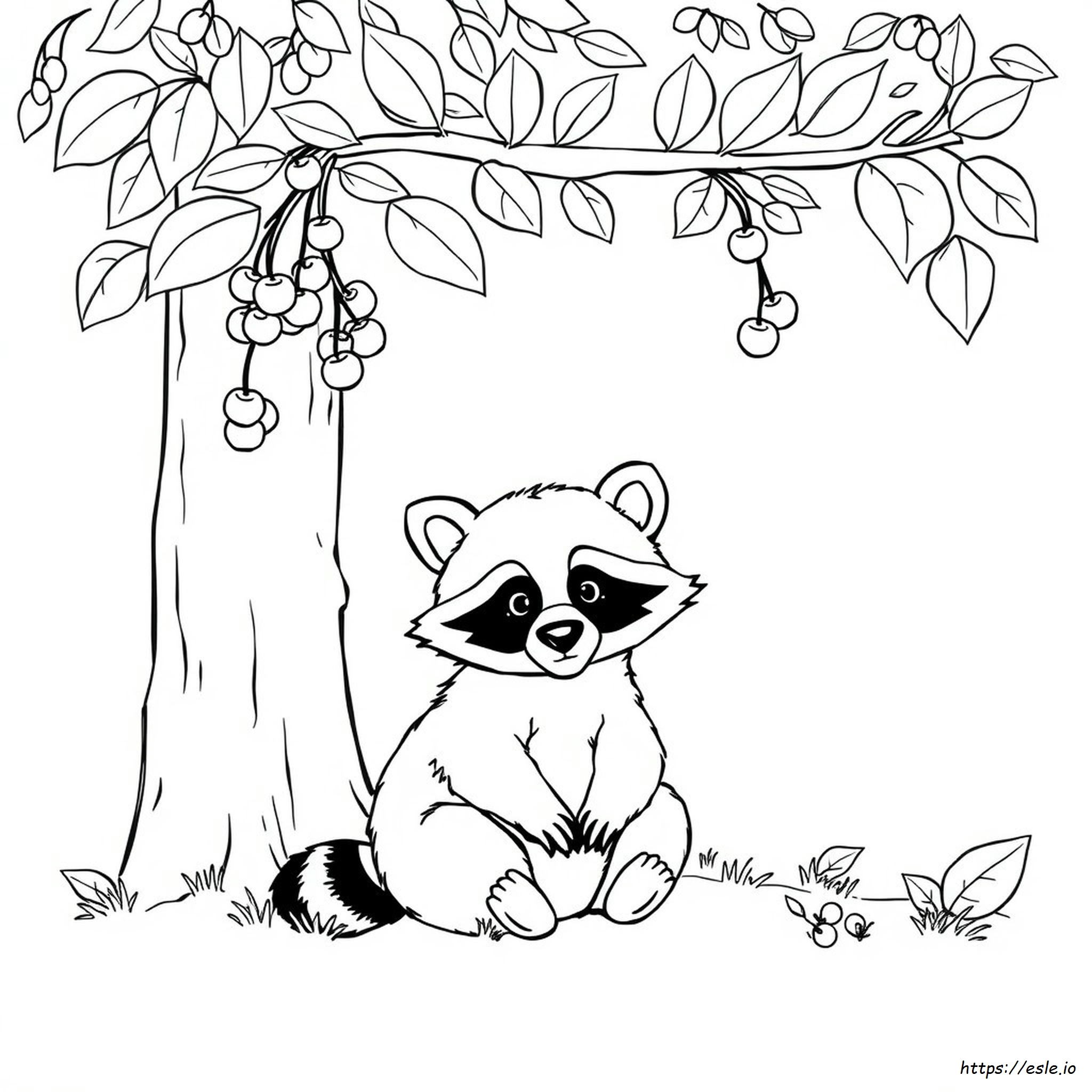 Racoon Coloring Pictures