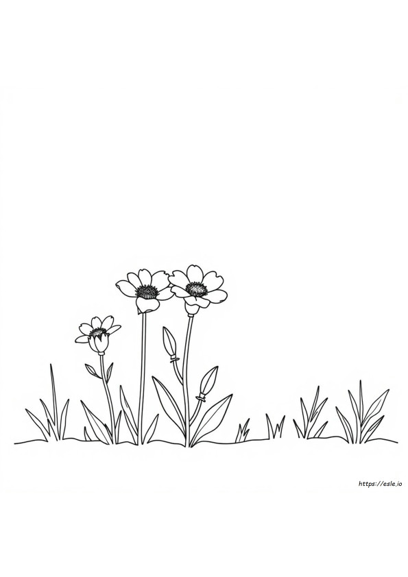 Di Che Colore È Il Fiordaliso