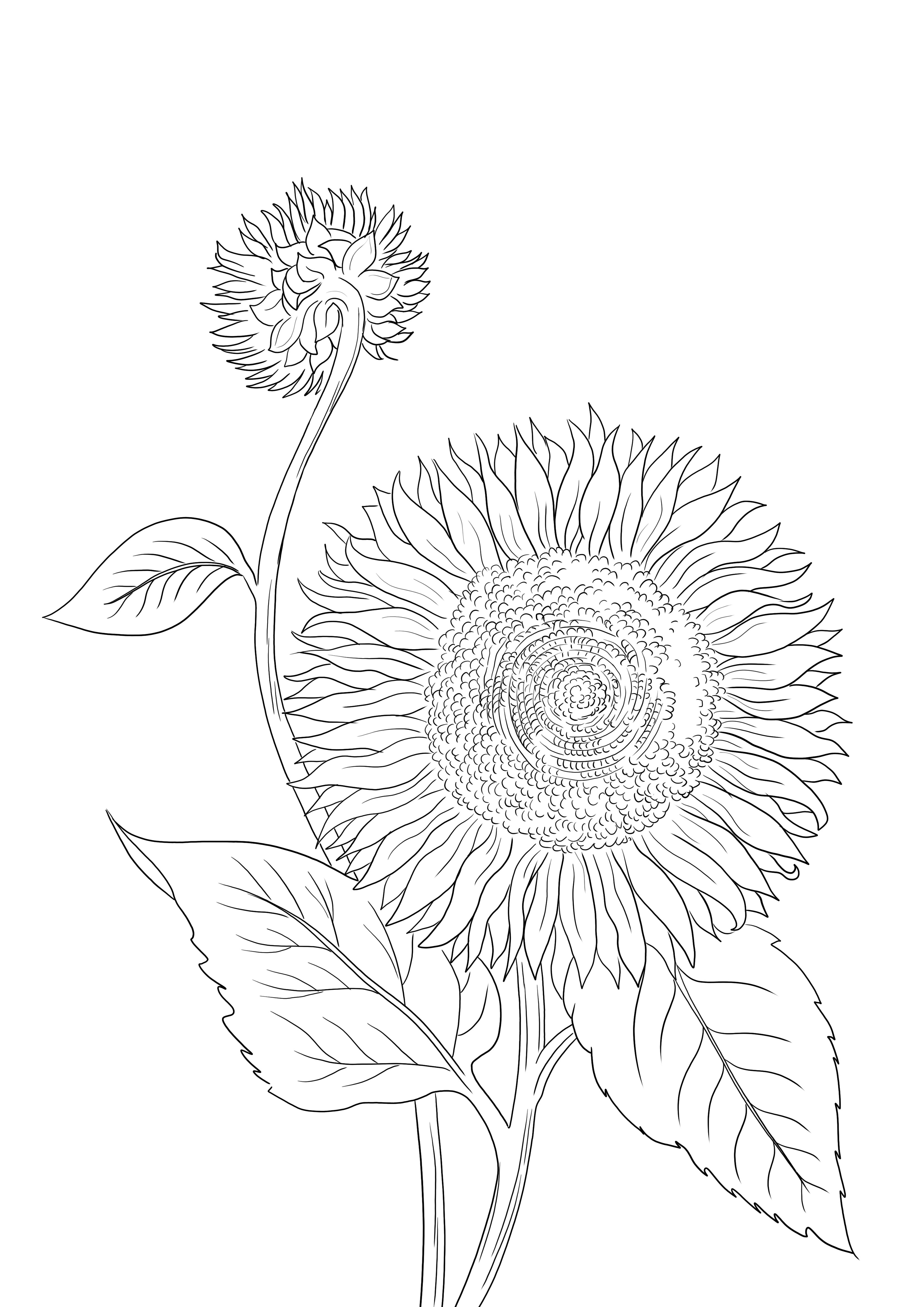 Blooming Sunflower is klaar om te worden afgedrukt of gedownload en gekleurd kleurplaat
