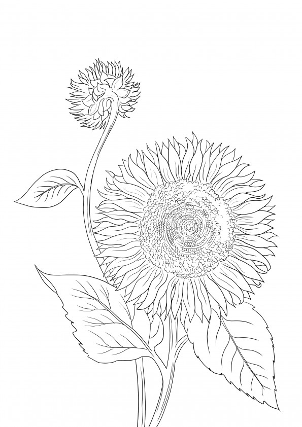 Blooming Sunflower is klaar om te worden afgedrukt of gedownload en gekleurd