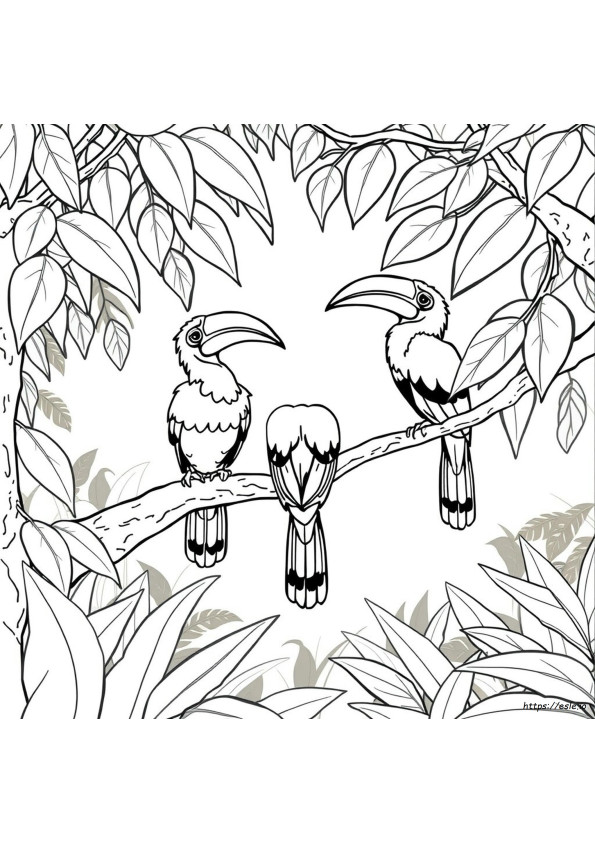 Hornbill Coloring Page