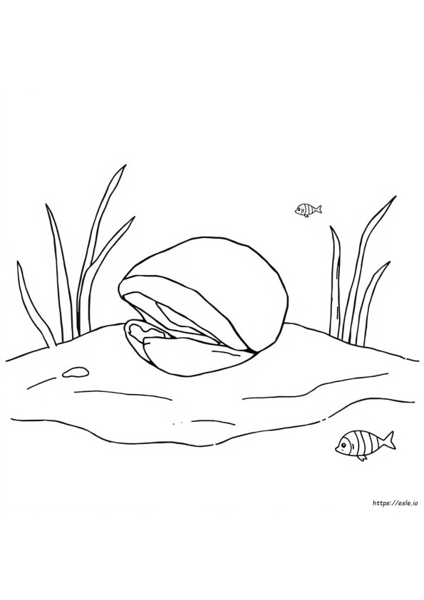 Conchiglie Disegni Da Colorare