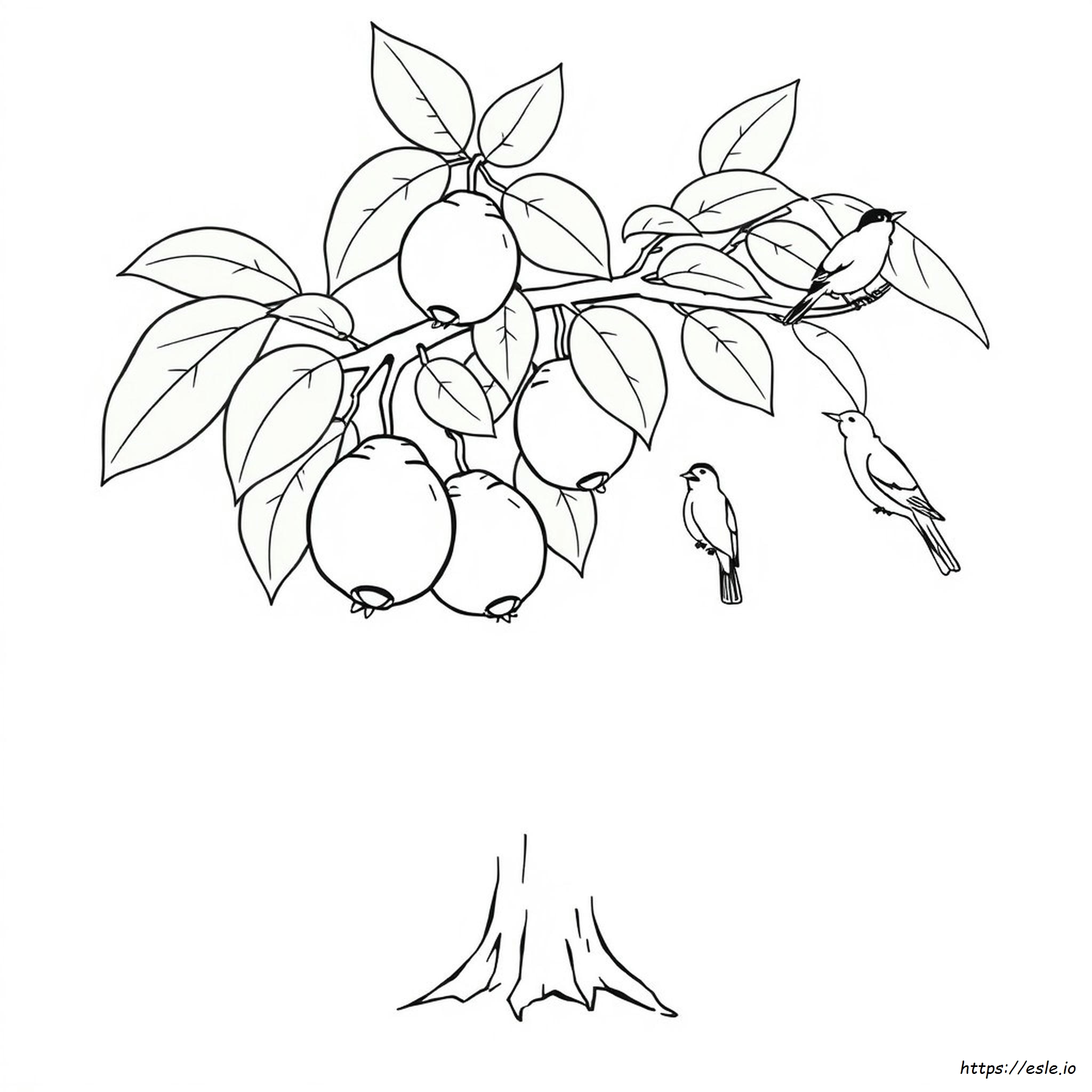 Disegni Di Guava Da Colorare