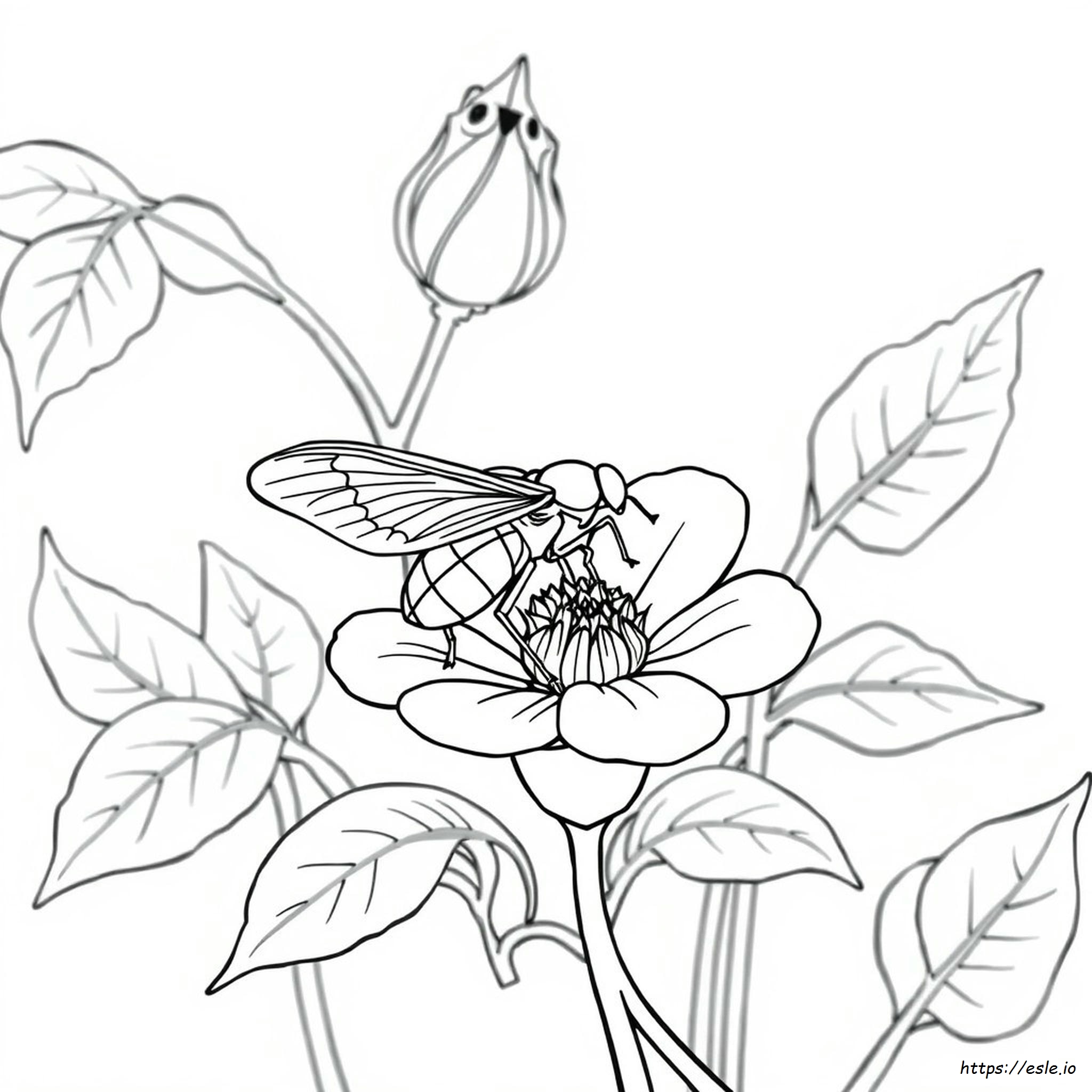 Dibujos De Insectos Para Colorear Para Adultos