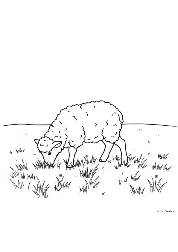 Free Coloring Pages Of Lambs
