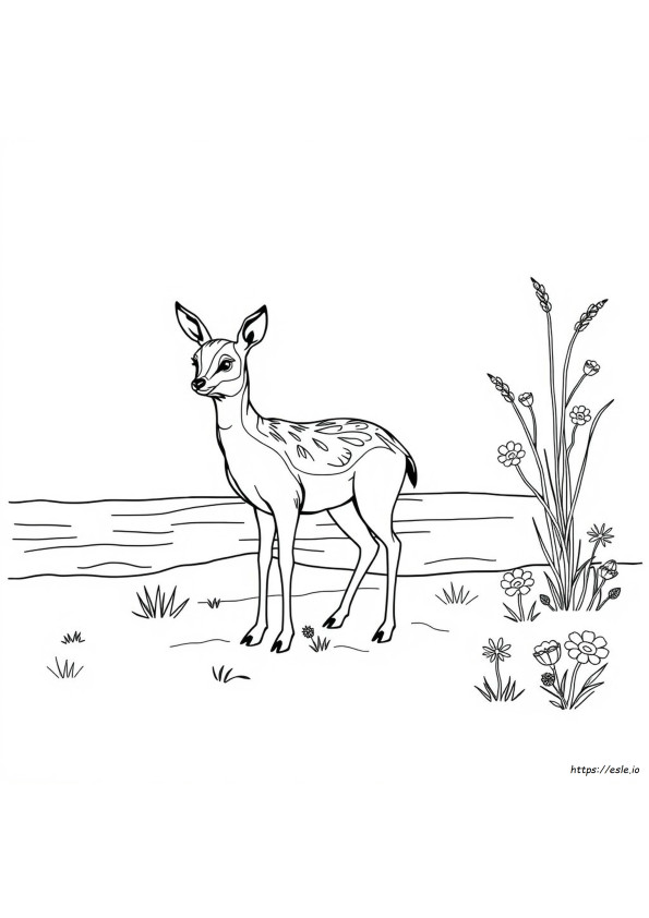 Killdeer Coloring Page