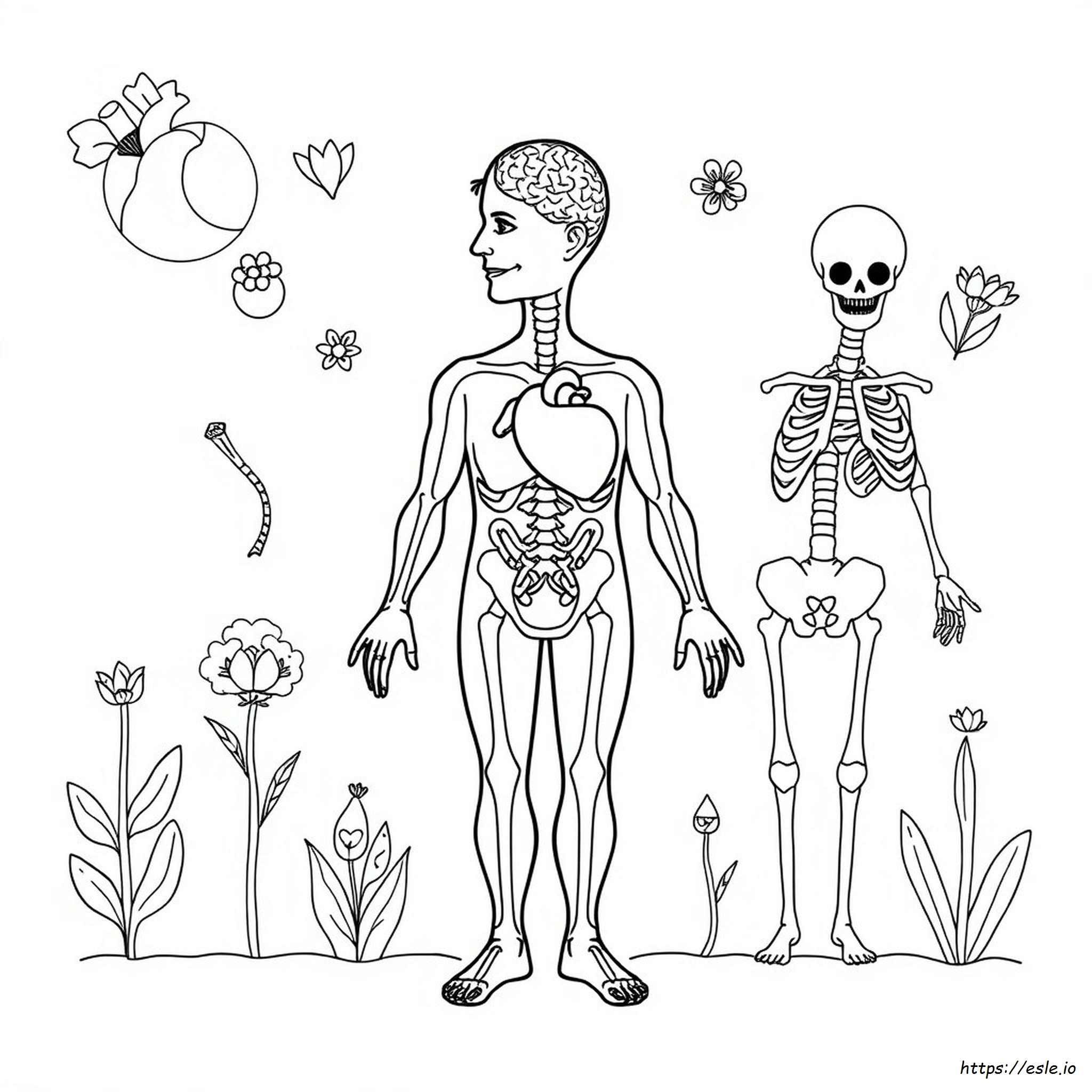 Best Anatomy Coloring Book