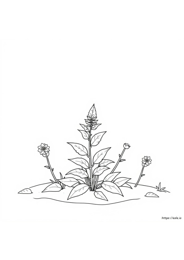 Coloring Pages For Adults Weed