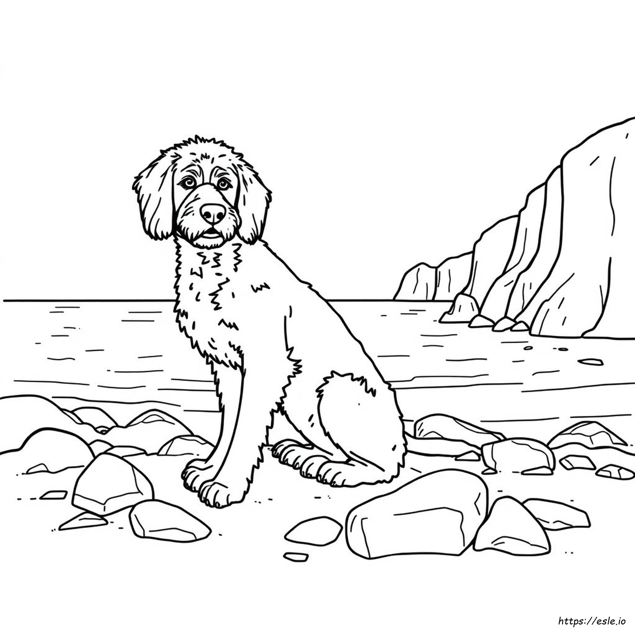Perro De Agua Portugués Para Colorear