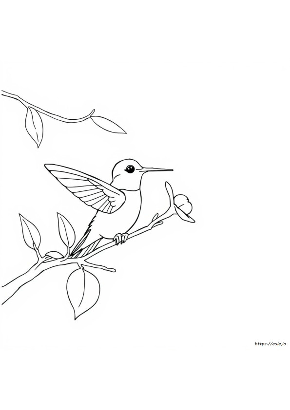 Coloriage Colibri