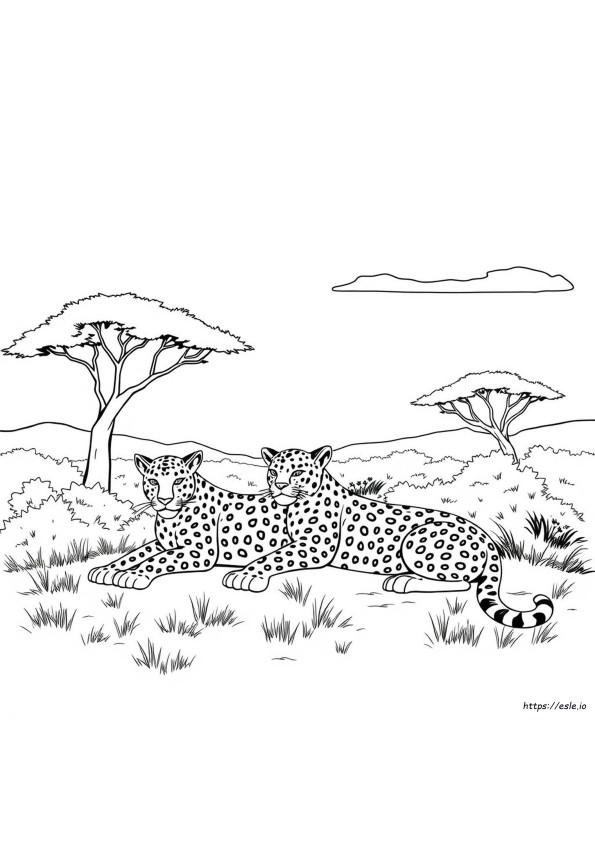 Leopard Coloring Book
