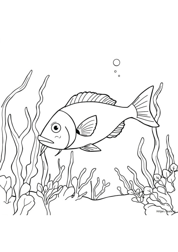 Fish Coloring Pages Pdf