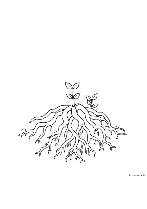 Coloring Roots