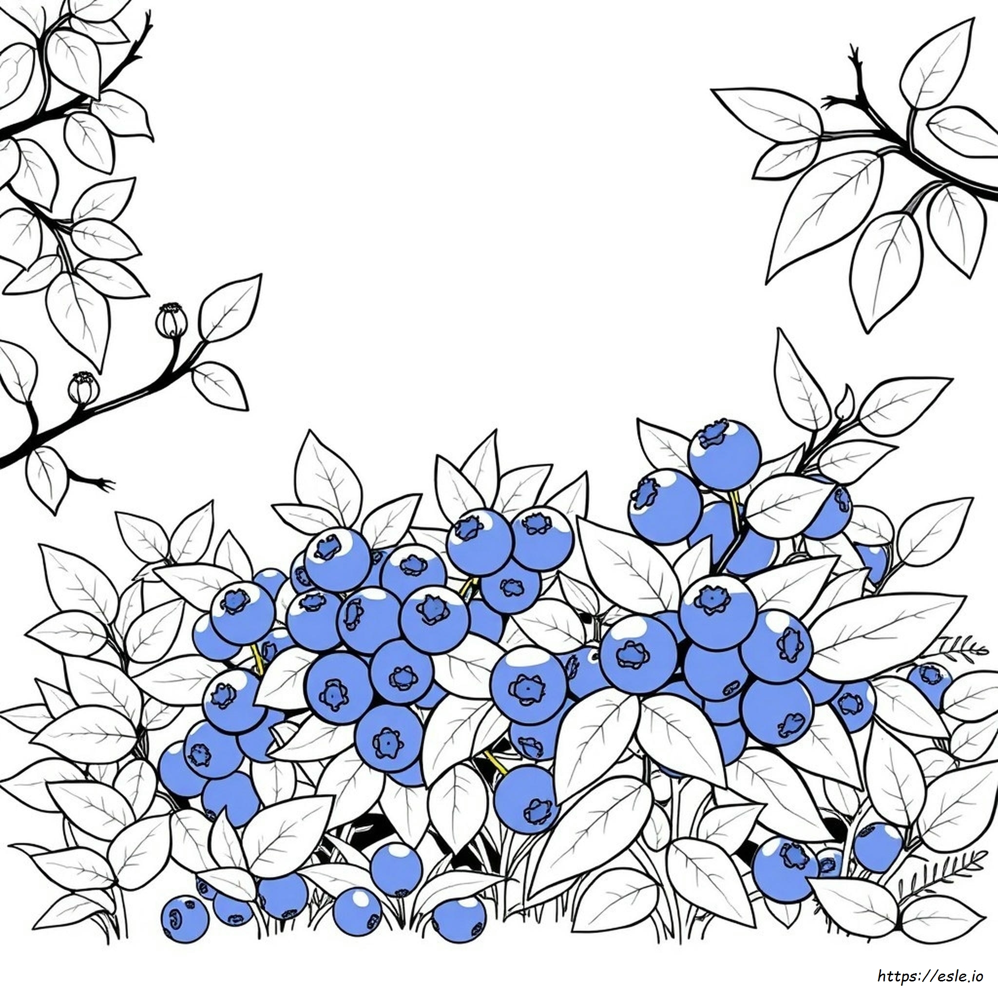 Different Colors Of Blueberries