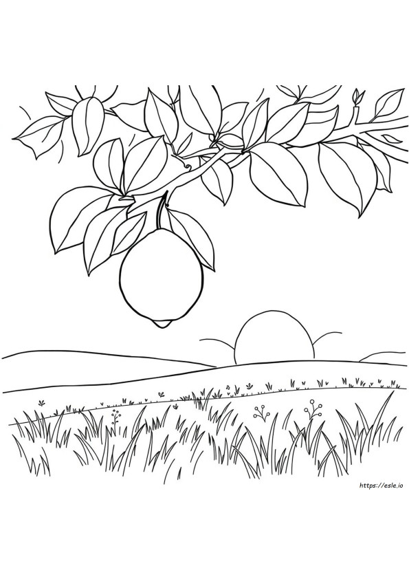 Colorante Alimentare Giallo Naturale