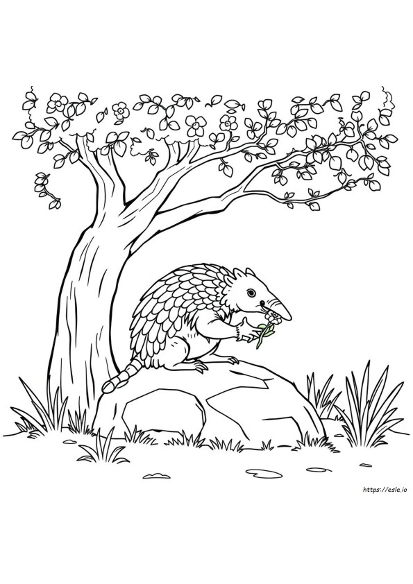Armadillo Coloring Sheet