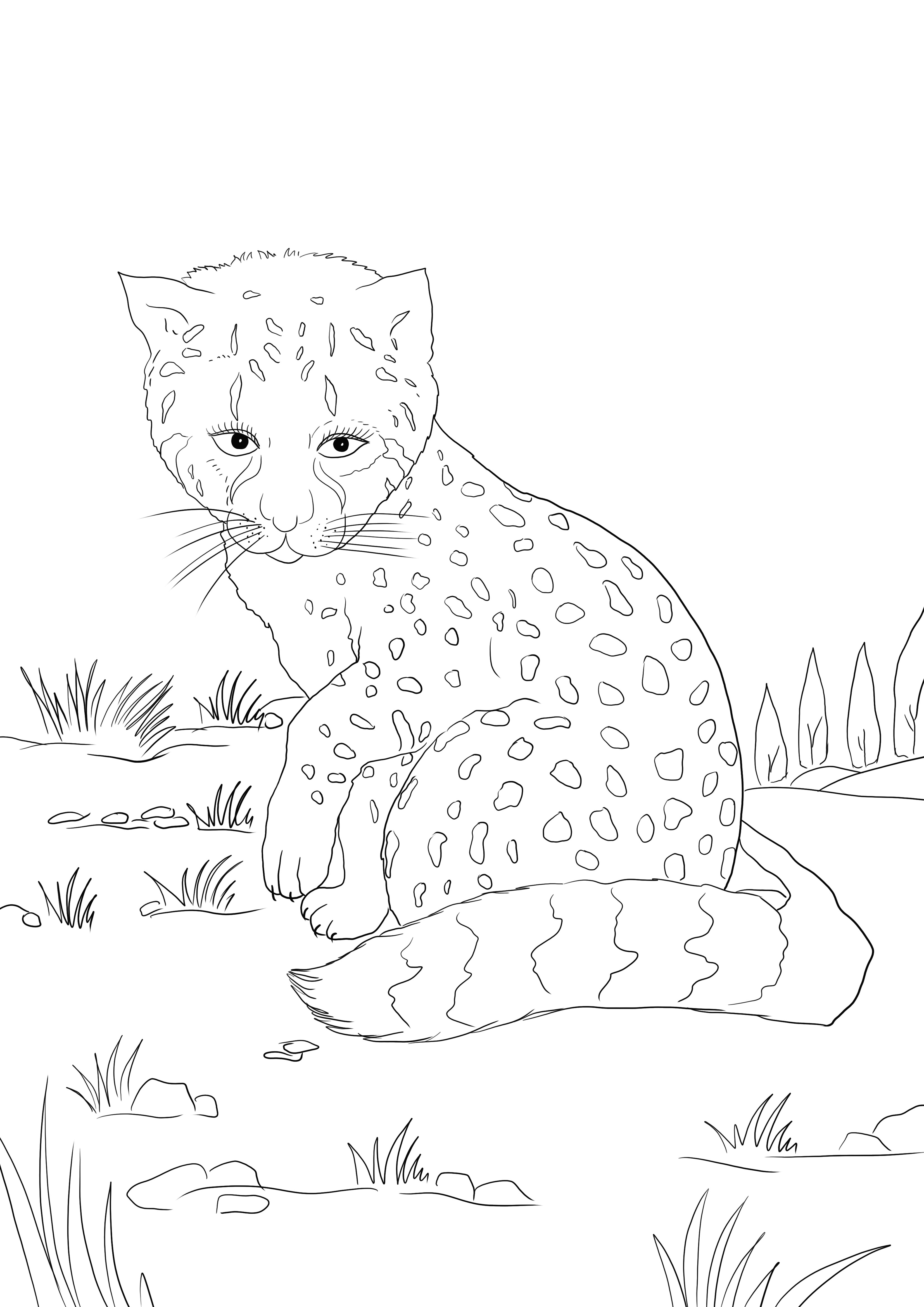 A sad baby cheetah looking for his mommy free to print and color image