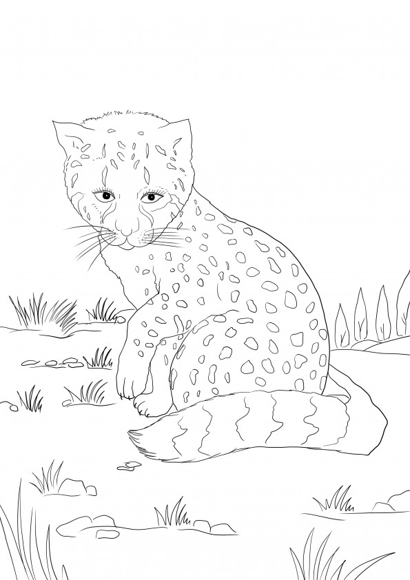  Un bébé guépard triste à la recherche de sa maman image gratuite à imprimer et colorier
