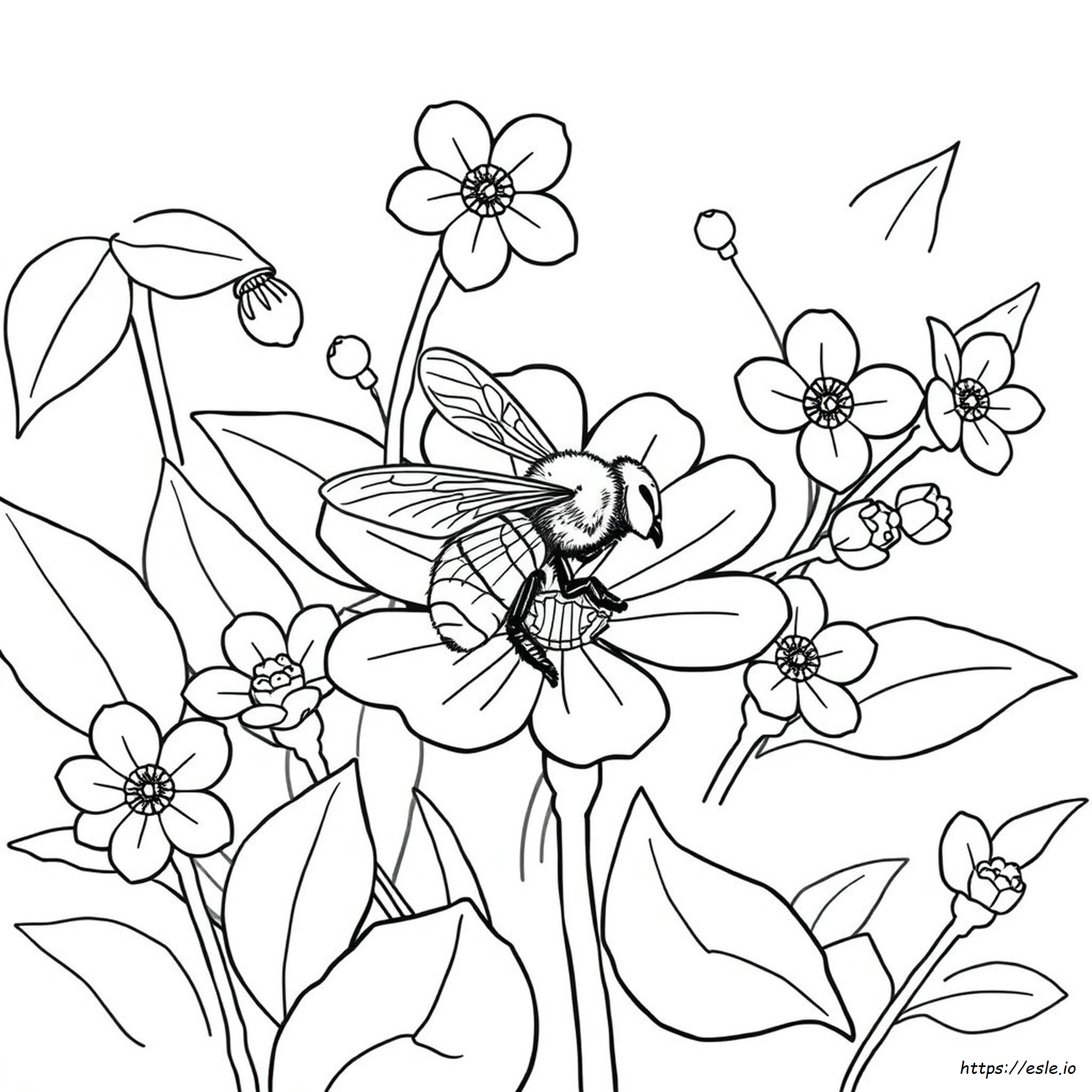 Honey Bee Coloring Pages Printable