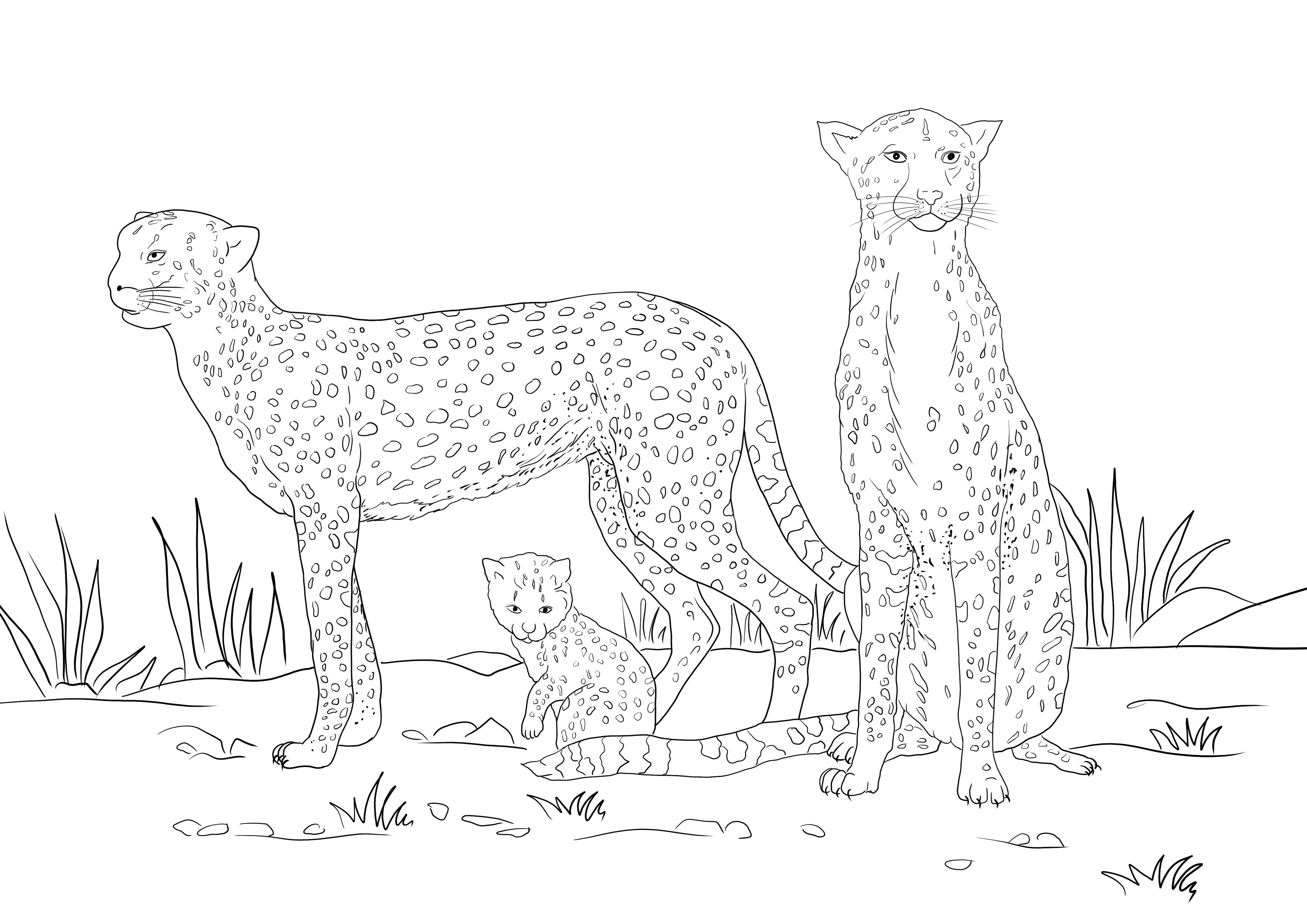 Ecco una risorsa gratuita di immagini da colorare di una famiglia di ghepardi da stampare gratuitamente