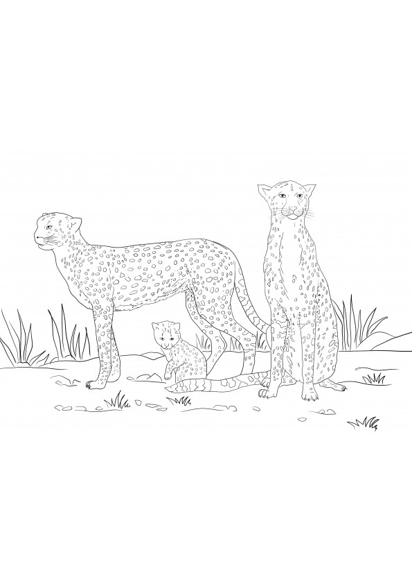 Voici une ressource gratuite d'images à colorier d'une famille de guépards gratuites à imprimer