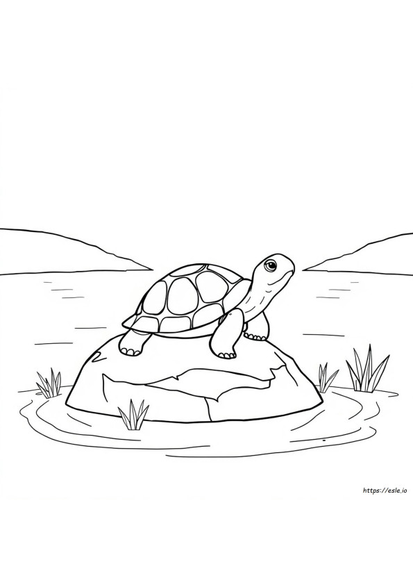 Hoe Een Schildpad Te Kleuren