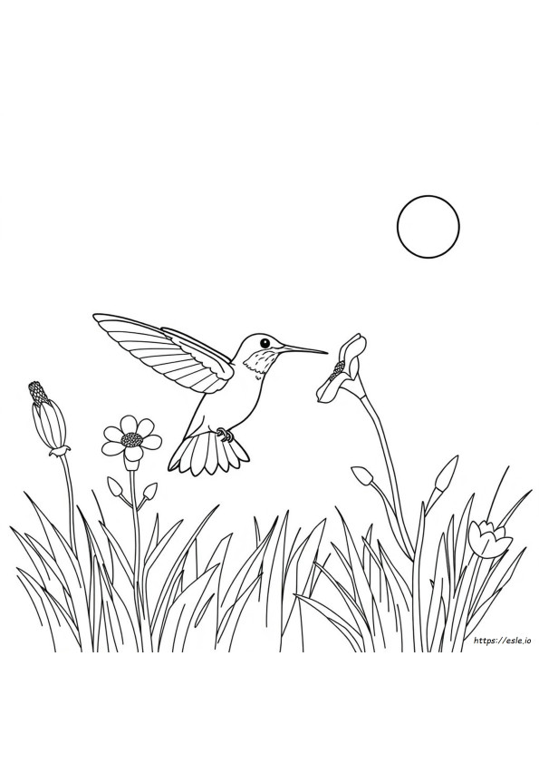 Coloriage Colibri À Imprimer