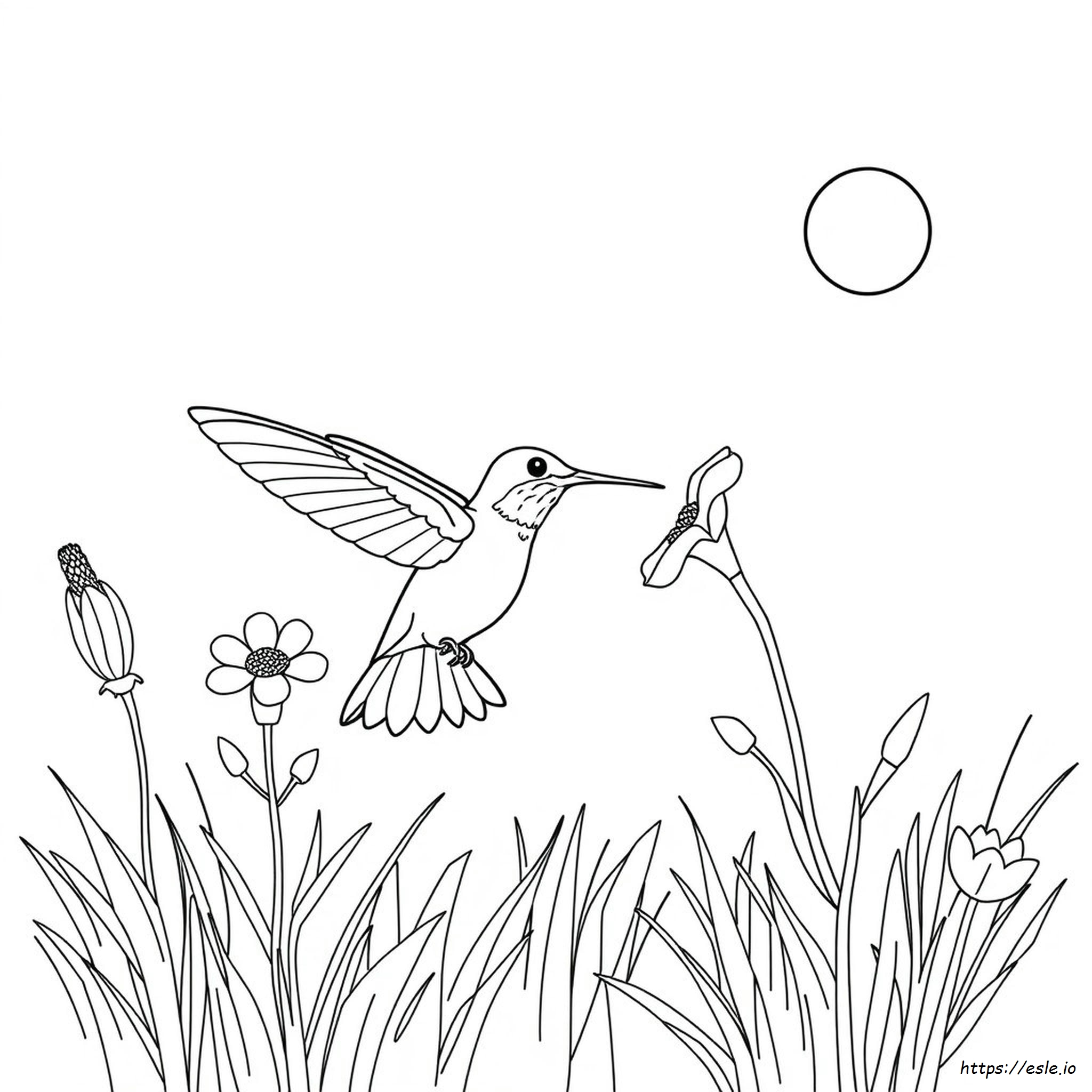 Hummingbird Printable Coloring Page