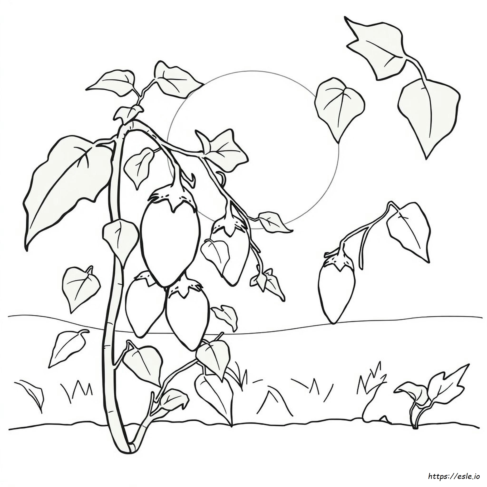 Aubergine Ausmalbild