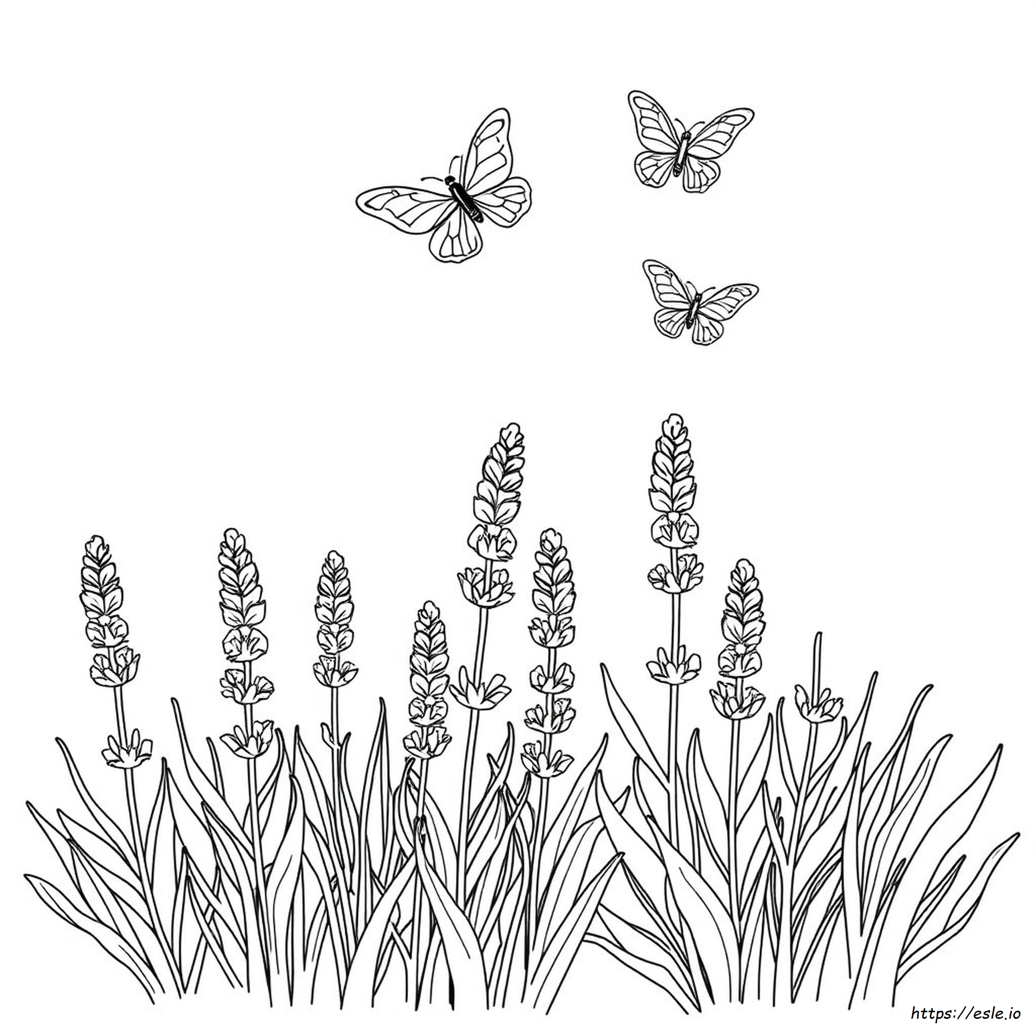 Color Lavender Picture