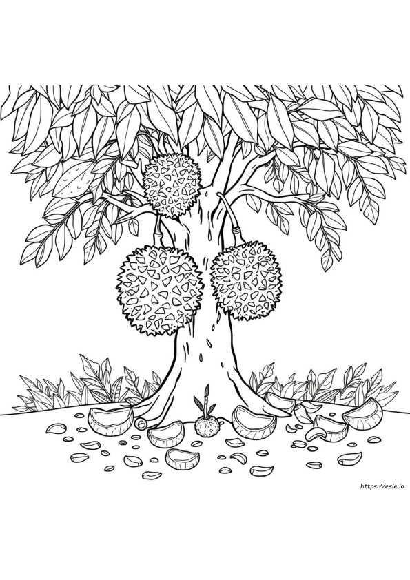 Durian De Colorat