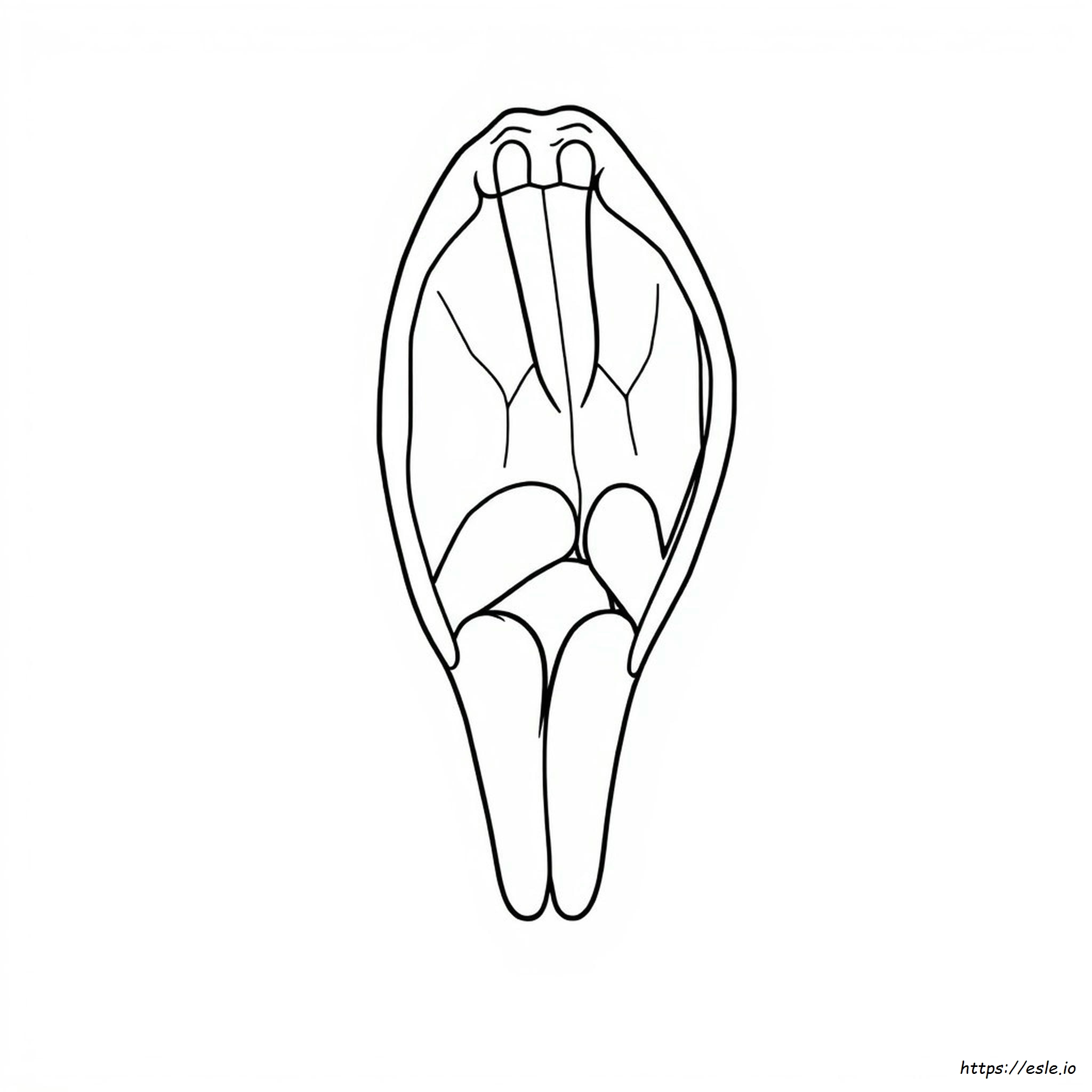 Larynx Coloring Page