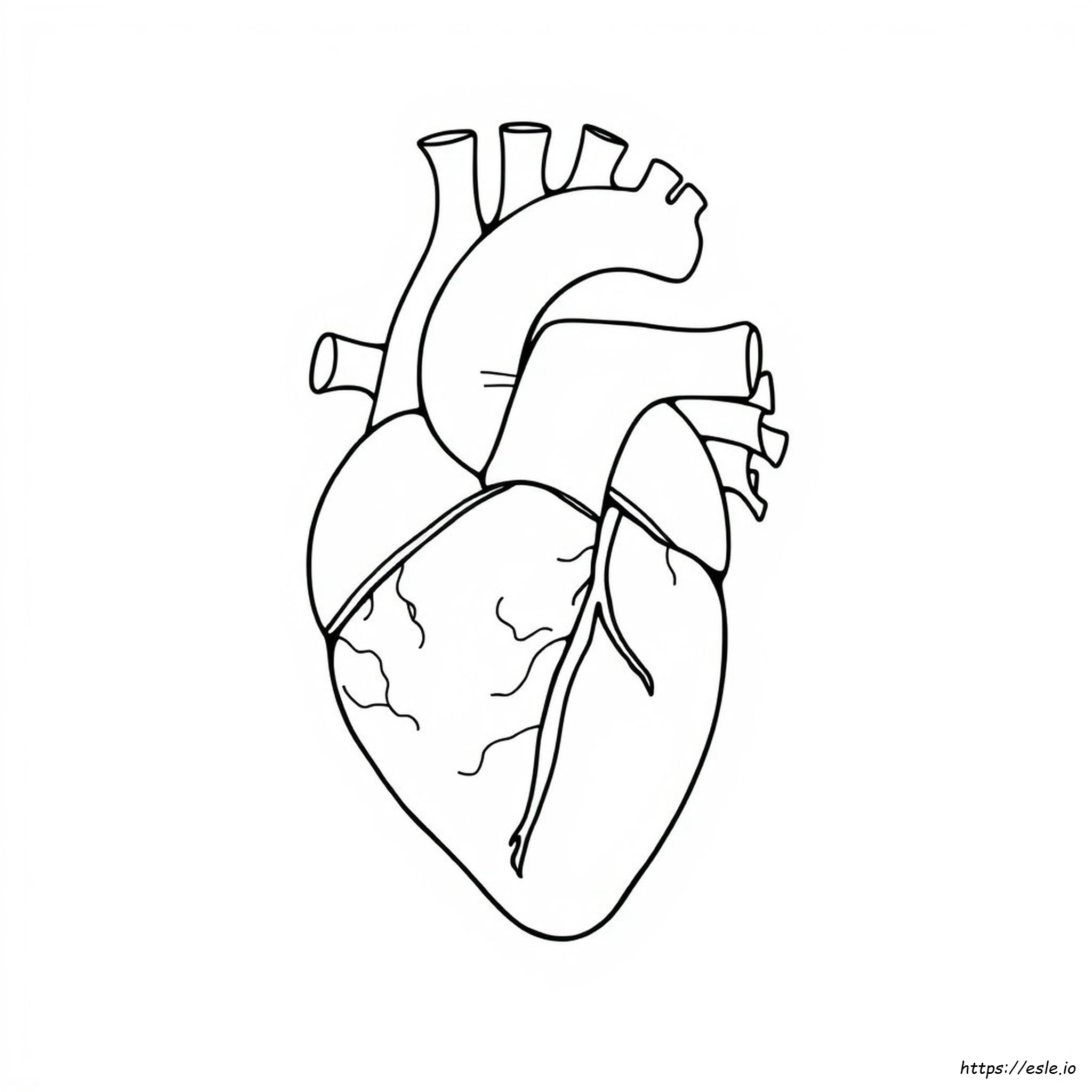 Anatomia Del Cuore Da Colorare