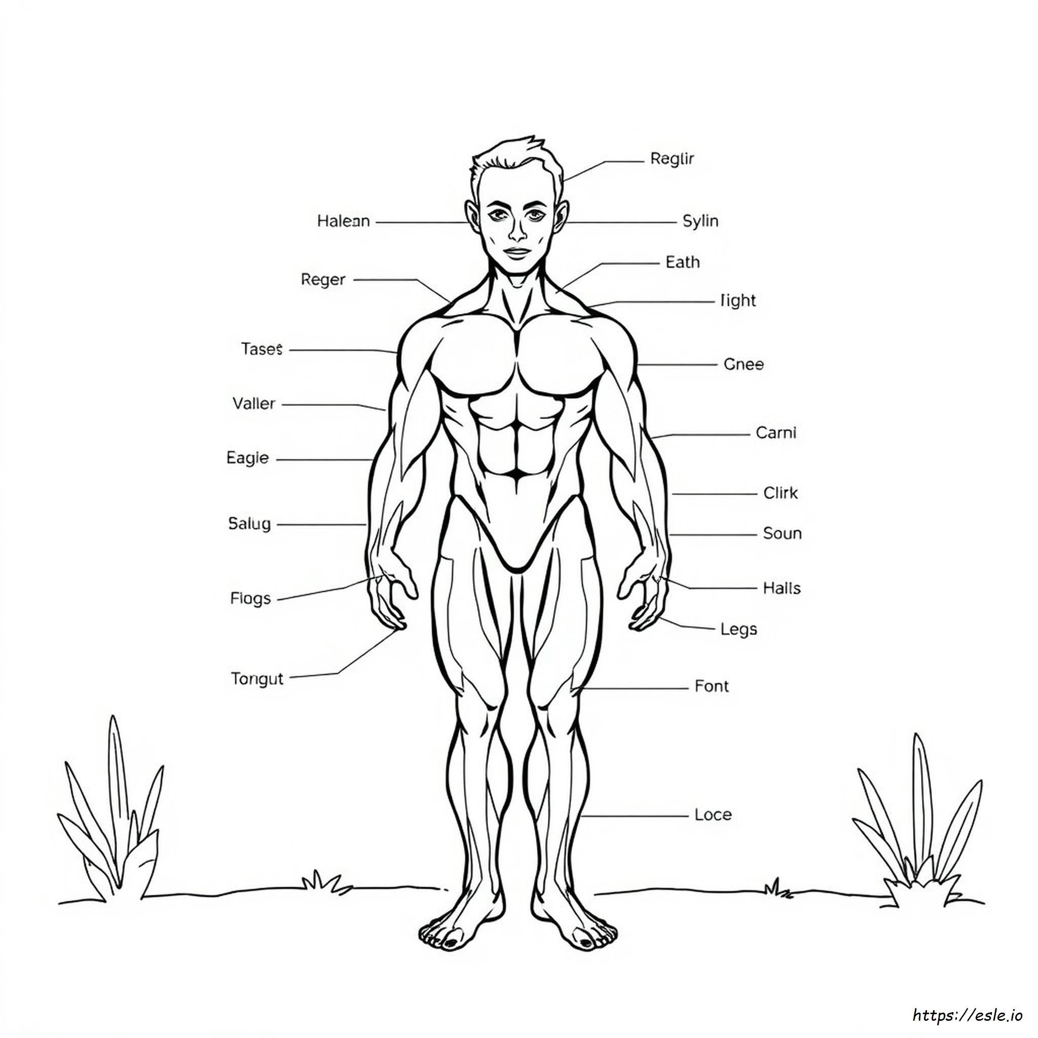 Muscle Identification Printable Muscle Coloring Pages