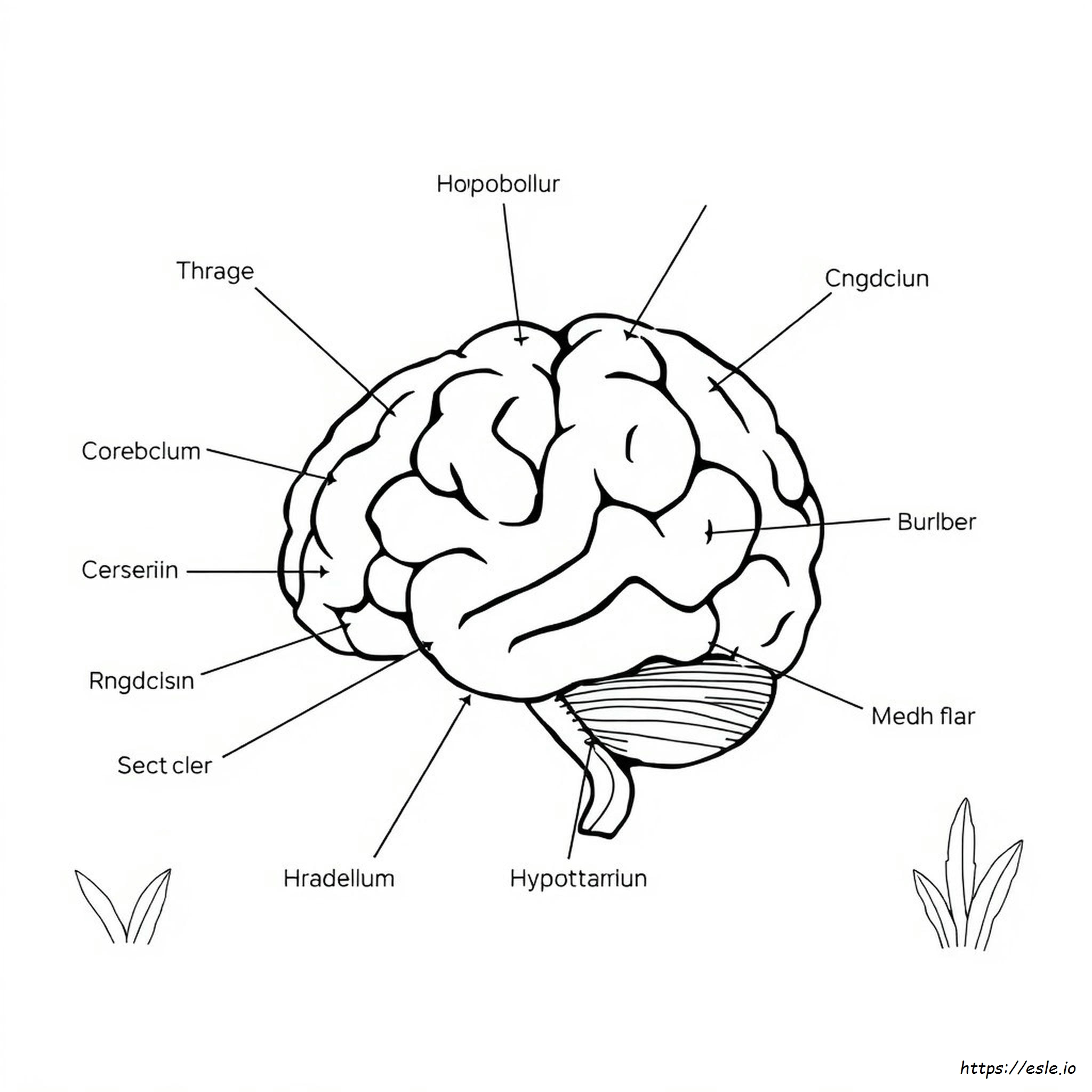 Coloriage Cerveau Avec Étiquettes À Imprimer