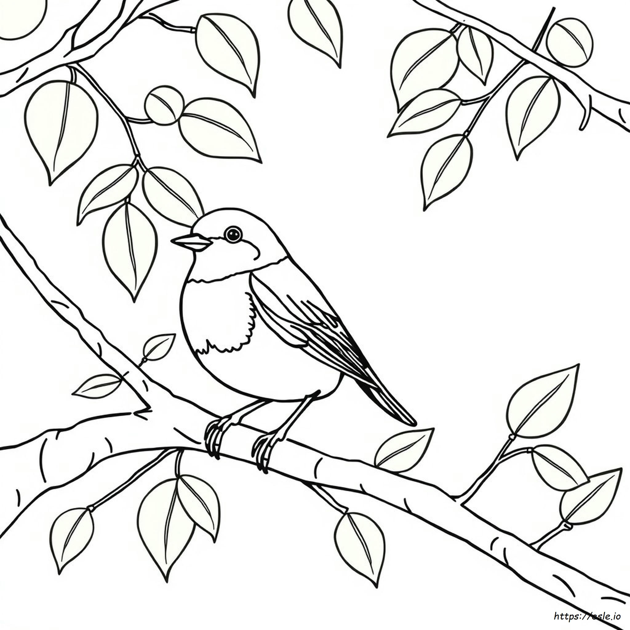 Robin Para Colorir