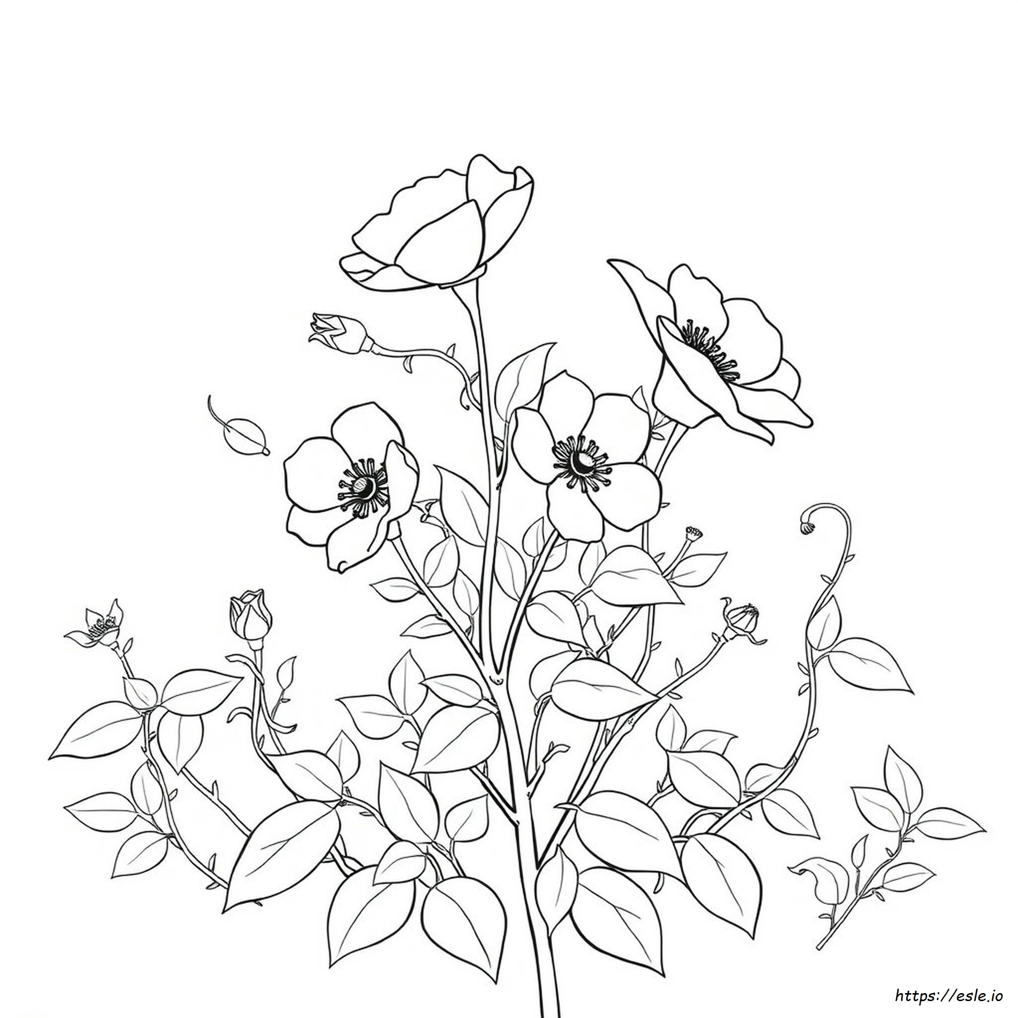 Wild Rose Coloring Page
