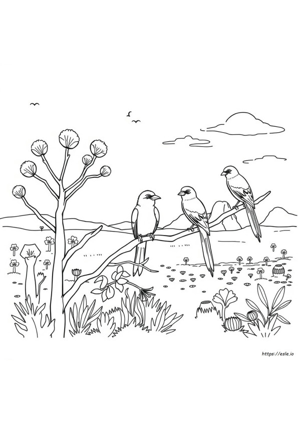 Páginas Para Colorir De Pássaros Australianos