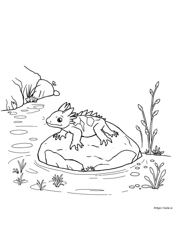 Veranderen Axolotls Van Kleur