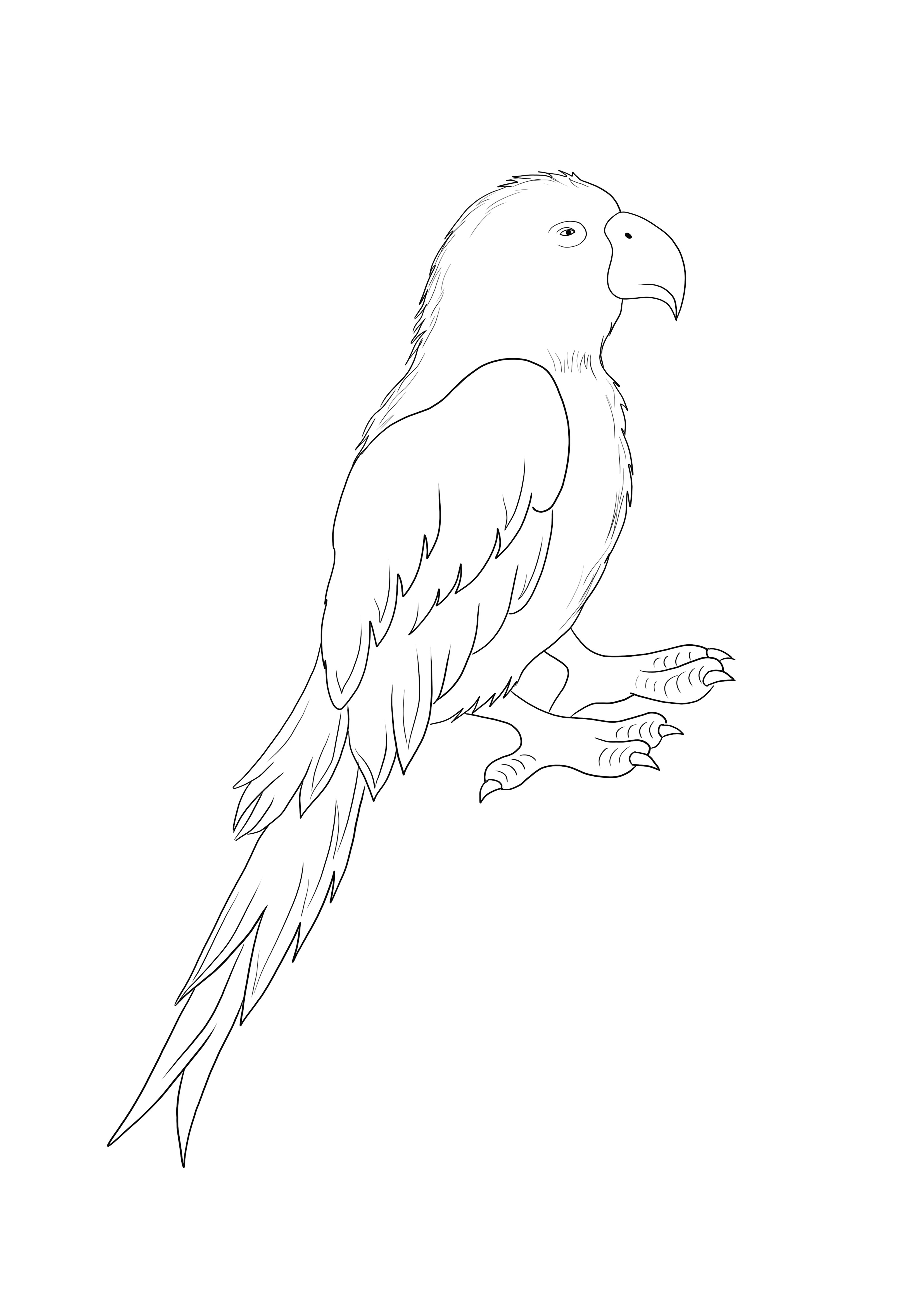 Parrot Bird is gratis te printen en te kleuren, eenvoudig voor kinderen van alle leeftijden kleurplaat