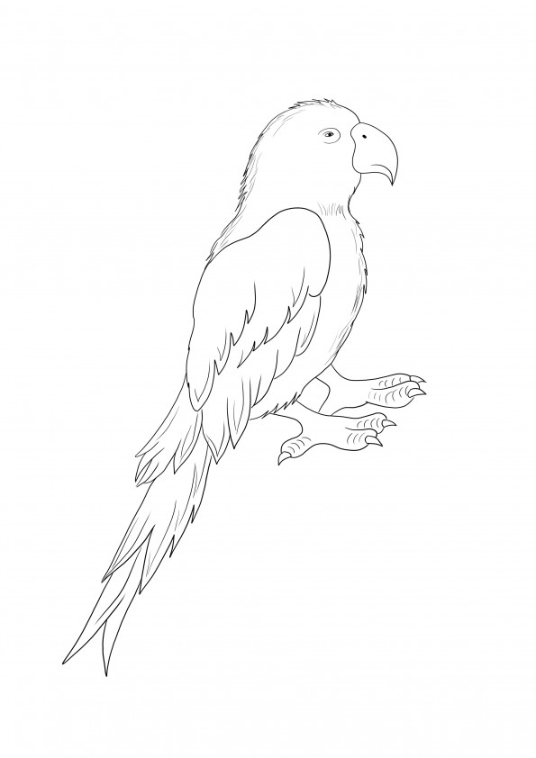 Parrot Bird free to print and color simply for kids of all ages